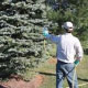 Tree and Shrub Fertilization